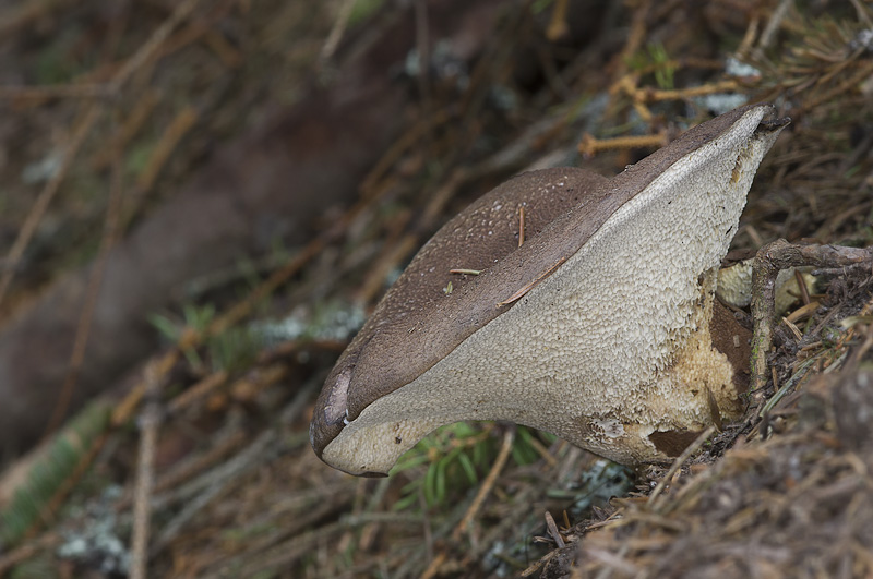 Albatrellus pes-capreae